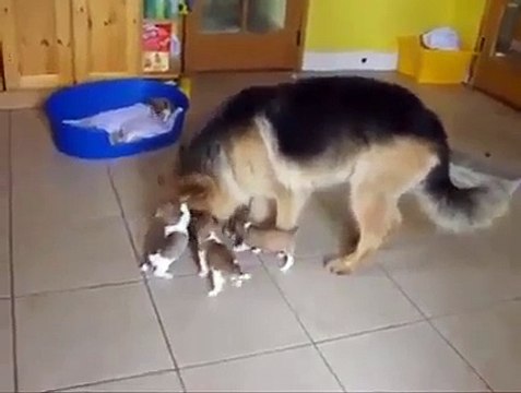 German Shepherd adopts 5 orphaned Jack Russell pups