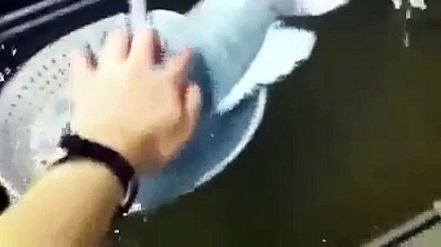 Ils transforment un poisson en bloc de glace mais ce qui se passe ensuite est impensable ! (no fake)