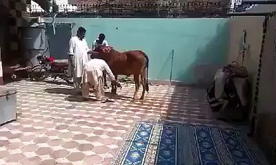 A Bull Hit a Man, OMG