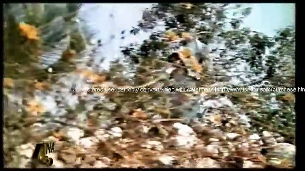 LOLLYWOOD OLD PUNJABI FILM SONG - NOOR JAHAN