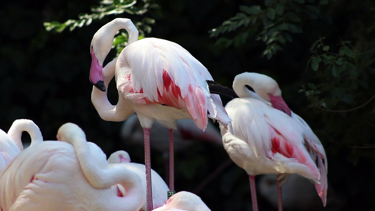 Beautiful Flamingos - Animals of the world