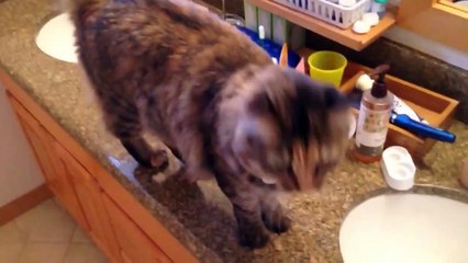 WTF : Des chats avec une bouche d'humain