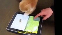 Funny Videos - Funny Cats - Funny Dogs - Funny Dog Videos - Funny Cats and Dogs