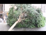 Napoli - Maltempo, albero crolla in Piazza Bovio (15.10.15)