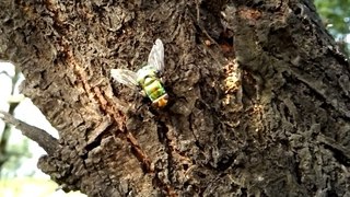 Amazing Beautiful & Colorful Green & Yellow Housefly - Birds Planet - Nature Documentary HD