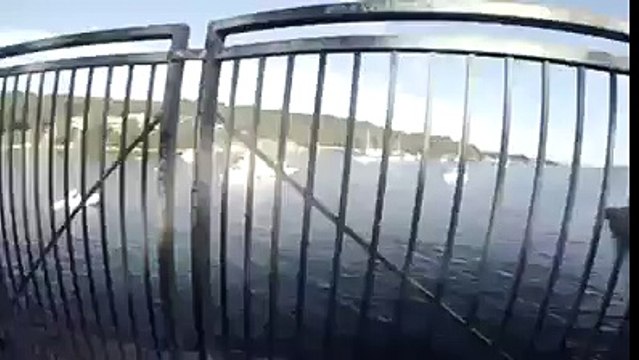 Le incredibili immagini di un uomo attaccato da uno squalo riprese dalla GOpro