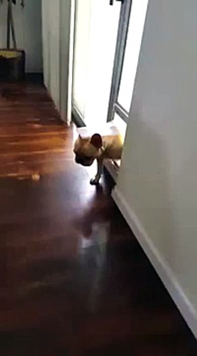 Guilty French bulldog avoids an awkward situation