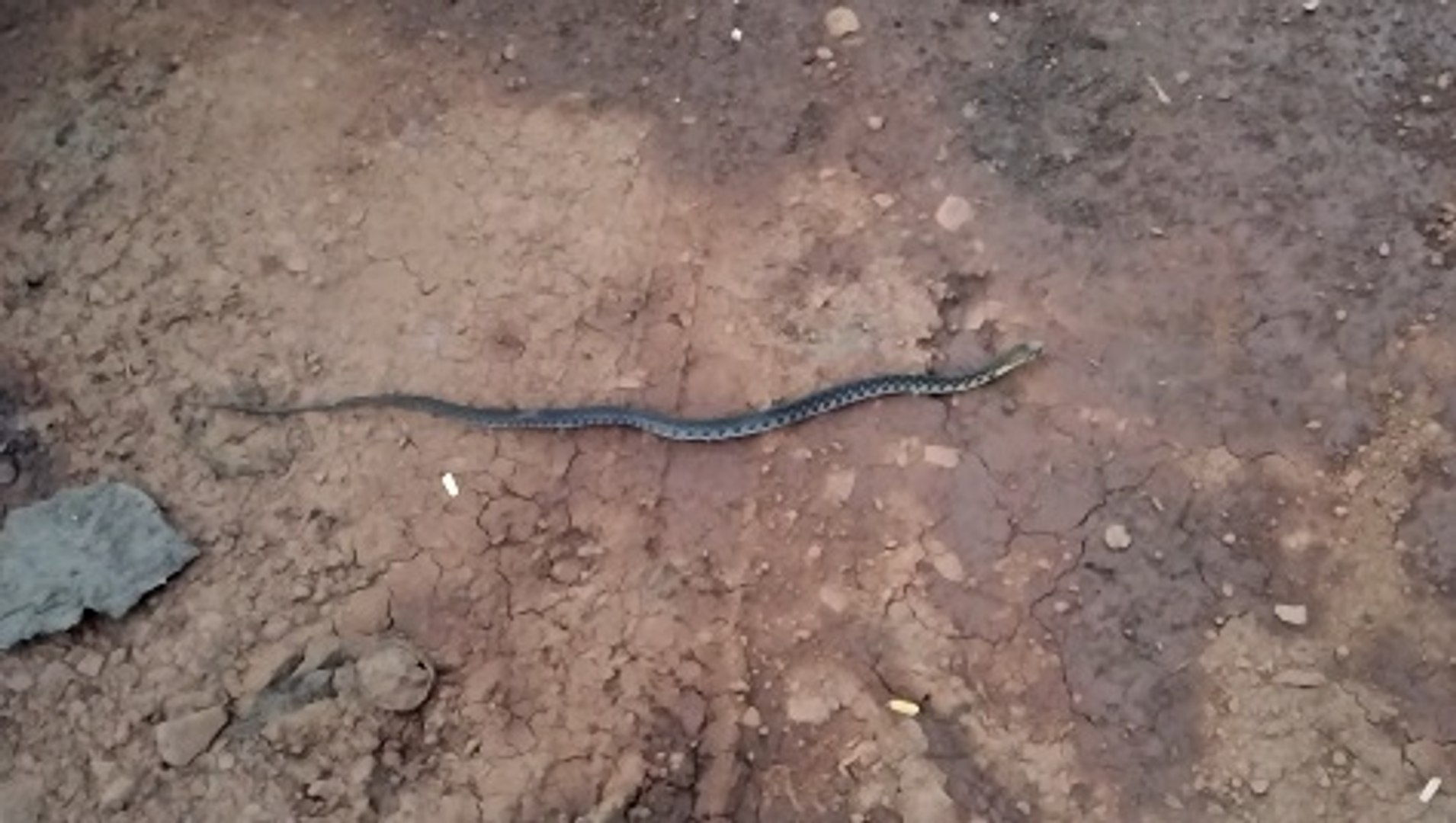 ⁣Beautiful Baby Snake - Wild Animal - Animal Planet - Nature Documentary HD