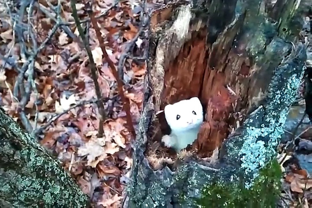 This adorable little weasel is awfully camera shy.