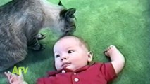 Cats Taking Care Of Babies - Babies Mastia