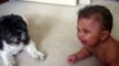 Baby Vs. Dog- Crying Contest - Babies Mastia
