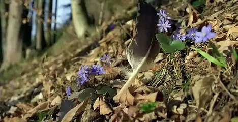 Documentaire Animalier - Le Grand Aigle De Mer