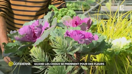 Quand les choux se prennent pour des fleurs