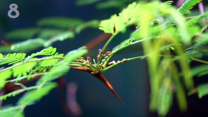 Топ 10 самых больных укусов насекомых