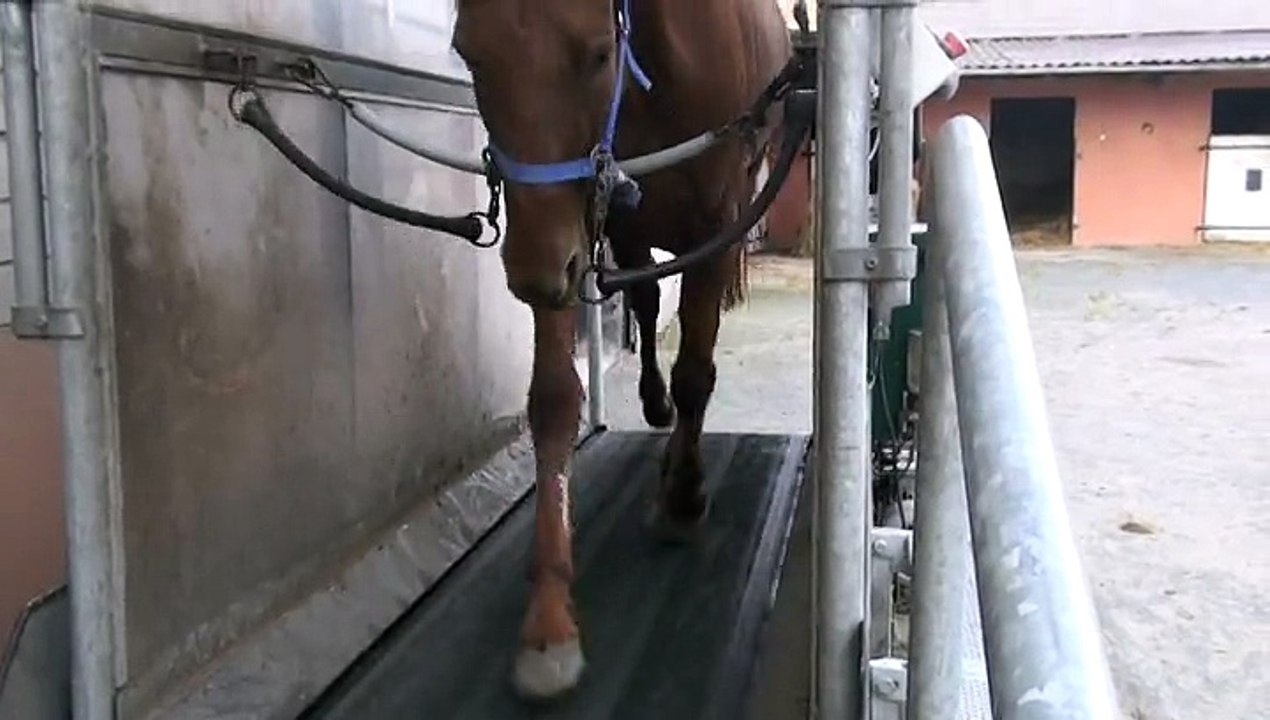 UNE CORZEENNE EN PREPARATION