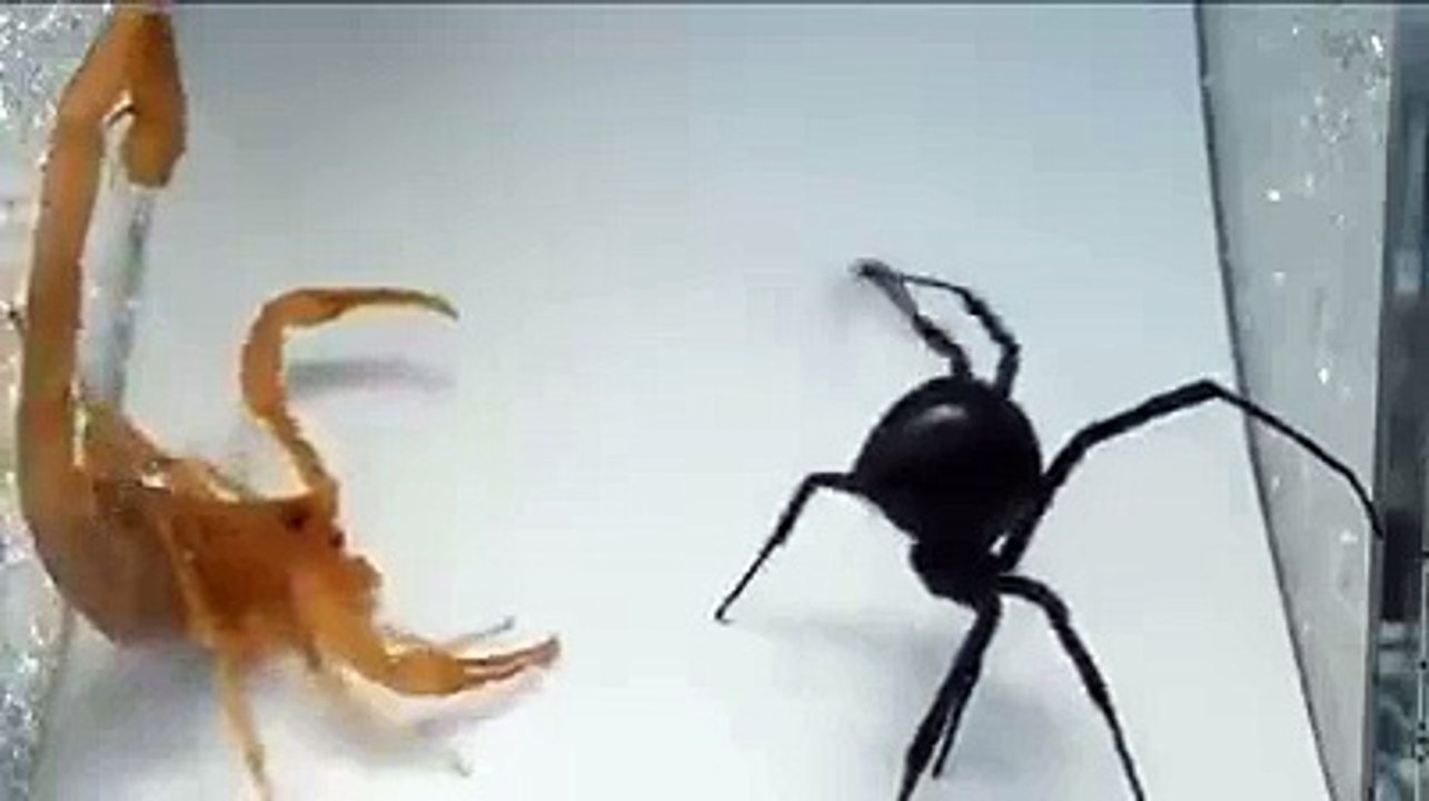Scorpion vs Spider Fight