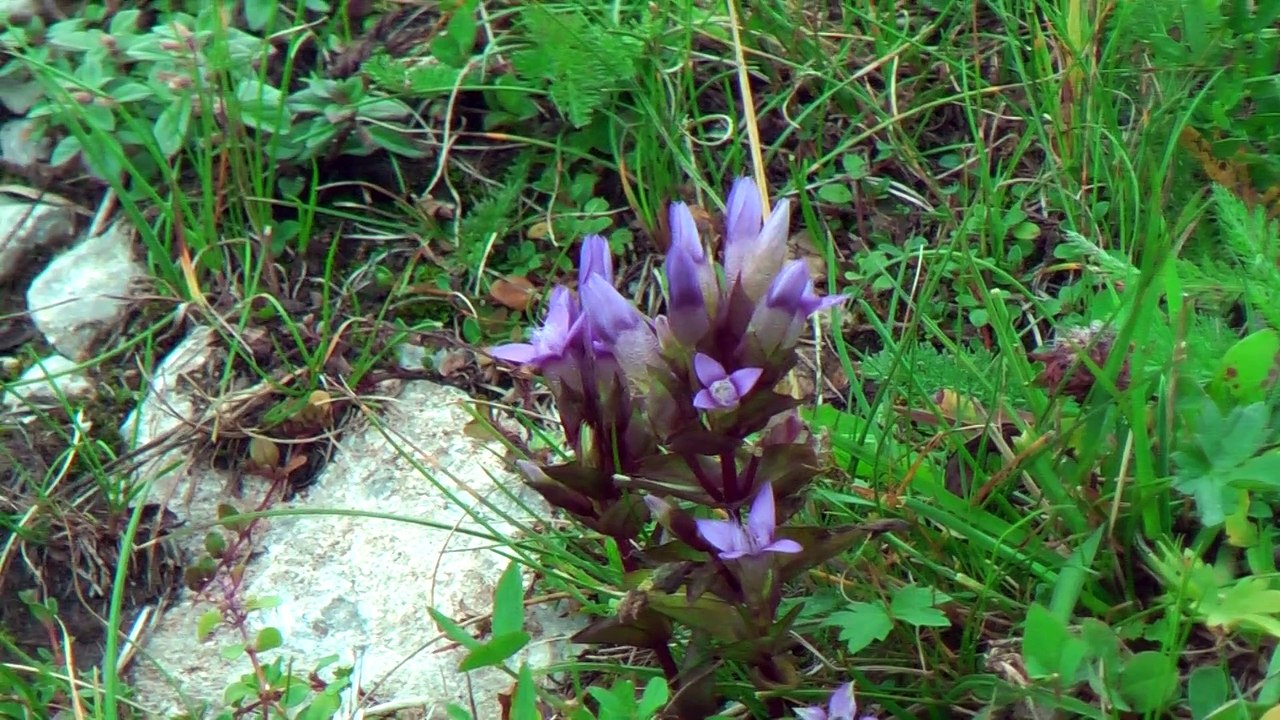 Auf dem Hahnenkamm bei Reutte (Tirol)