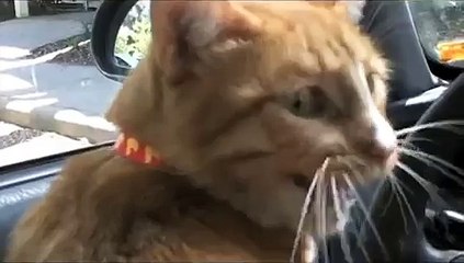 Cats Meowing and Talking Compilation Video