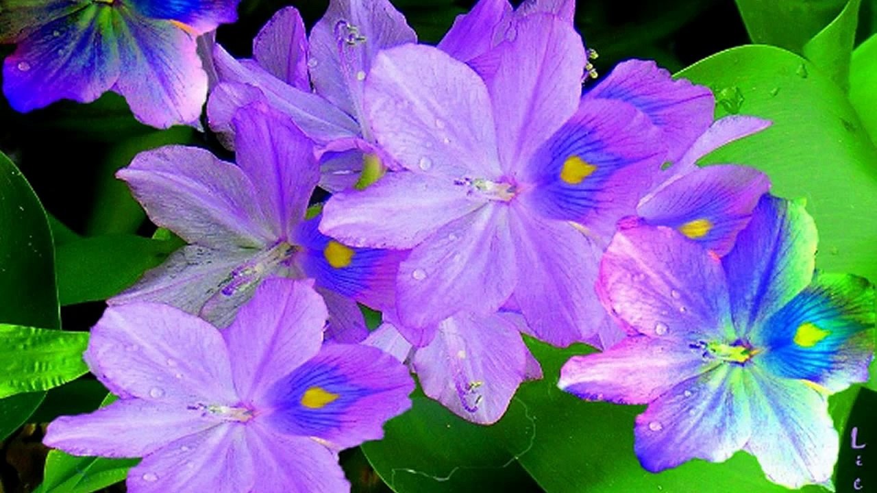 Như nhánh lục bình - Dương Hồng Loan