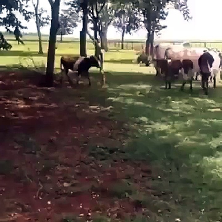 НА ТАРАН