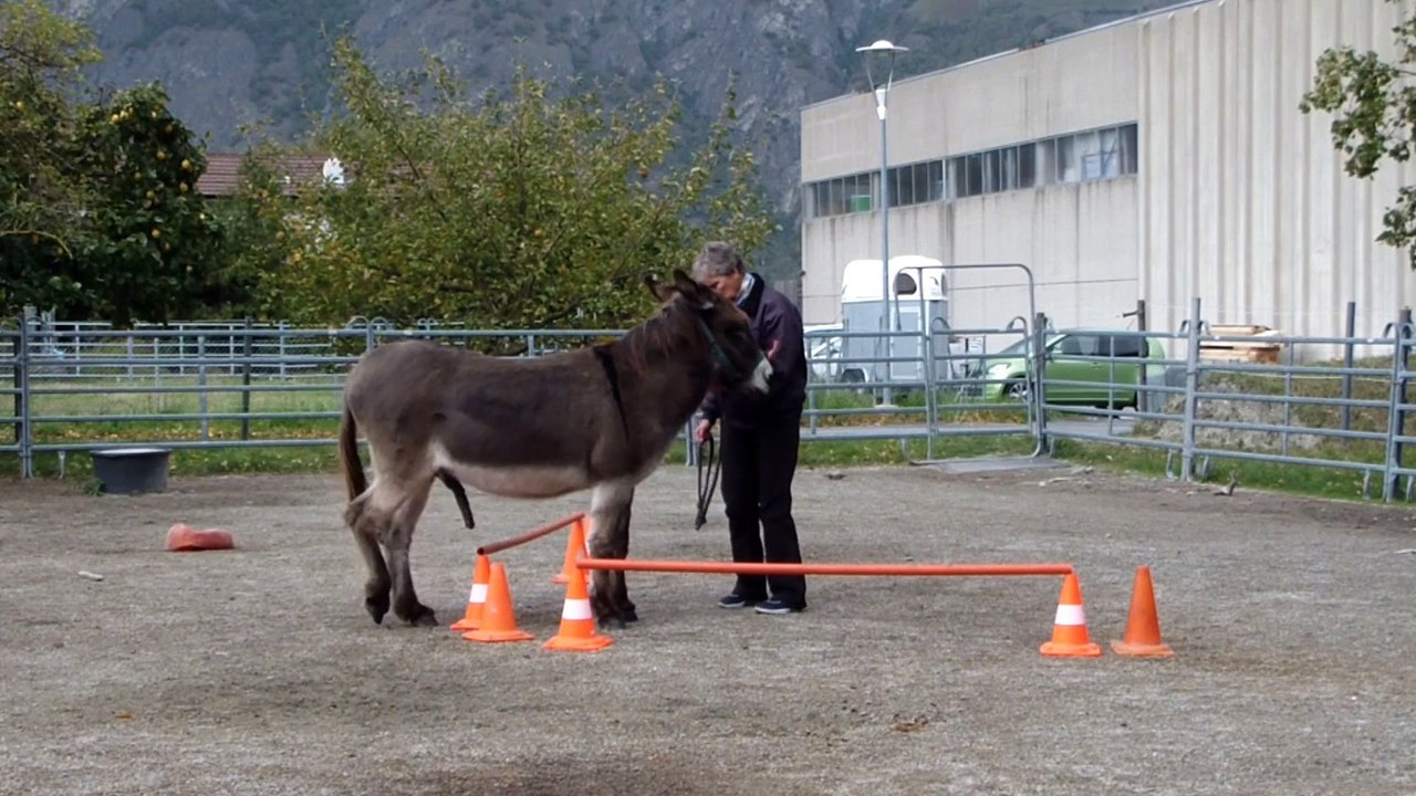 Défi d'octobre latéral Pipo