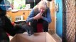 Koko the gorilla uses sign language while playing with kittens – video - Video Dailymotion