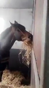 گھوڑے کو اس کے مالک نے سزا دینے کے لیے علیحدہ بھوکا قید کر دیا. لیکن آگے کیا ہوا دیکھے.