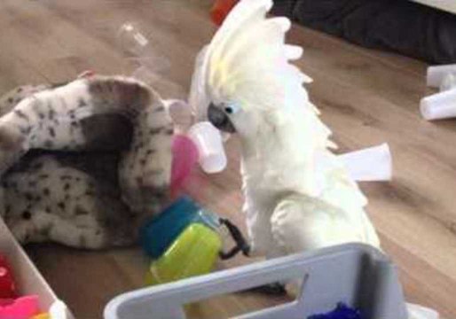 The Anti-Cup Cockatoo Strikes Again