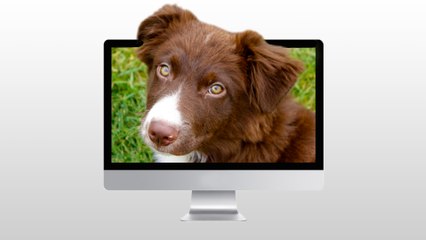 No one will be able to resist Apple's most adorable product to date