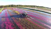 Як збирають Журавлину. (Клюква) Нью-Джерси, США.