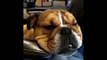 Ce bulldog ronfle et rêve en même temps... Adorable!
