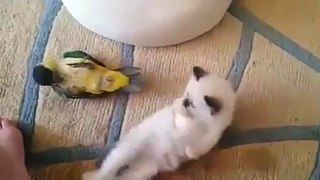 Baby Kitten and Baby - funny video