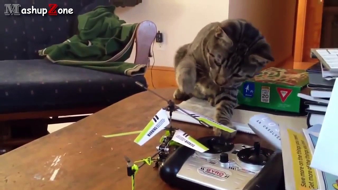 New Funny Cats Compilation 2014