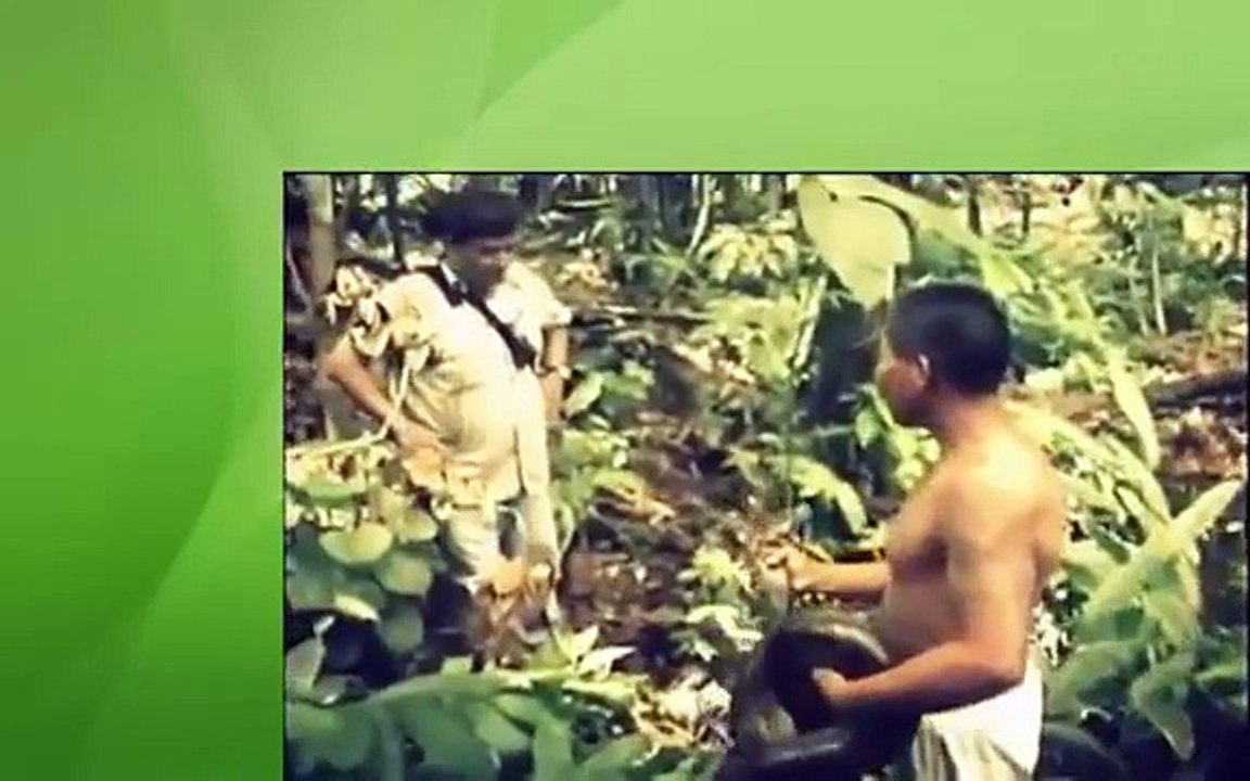 Ataques De Cobras Sucuri e Anaconda Gigante