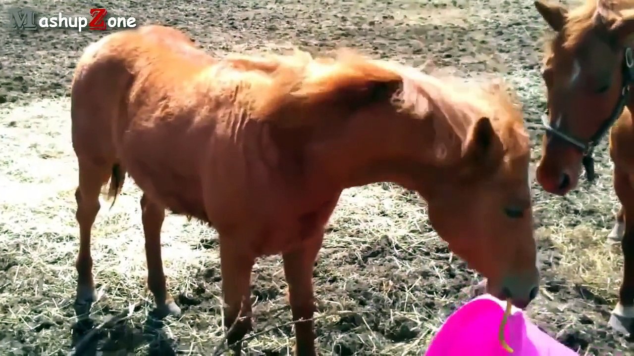 Funny Horse Videos Compilation 2014 [NEW]