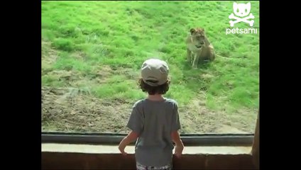 Lion attacks boy at the zoo