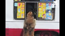 Doggie waits for the ice cream truck