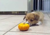 The Pumpkin-Hating Puppy