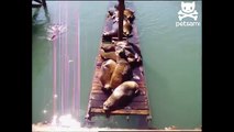 Sunbathing sea lions slip off slanted dock