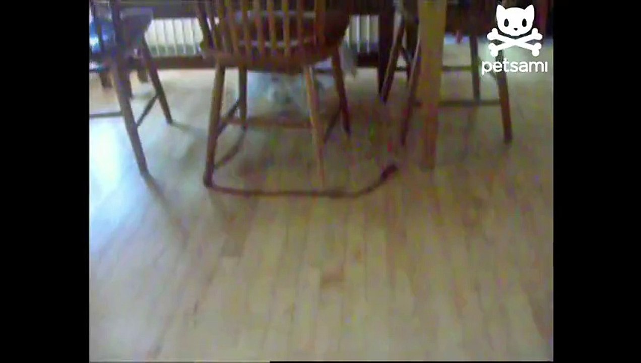 Determined dog chases leash