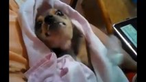 Cute Puppy Makes Funny Noises While Eating Yogurt - Funny Animals / Funny dogs