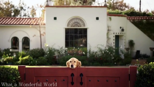 Dogs Welcoming Soldiers Home Video 2015 [HD 720p] Cute Animals | Cute Dogs