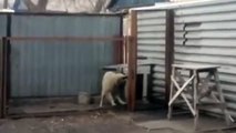 Funny Animals | Funny Dog Dancing | German Shepherd Funny Dancing | Funny Animal Videos