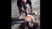 Pit Bull Attack and Kill Sea Lion – Dog Attacks | Animal Attacks