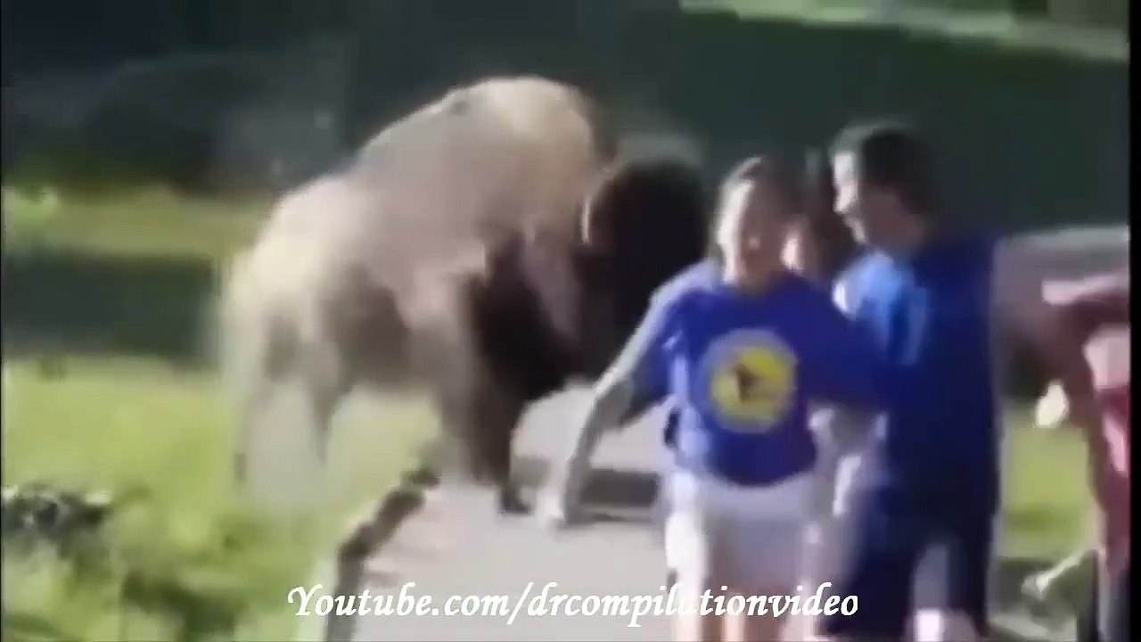 Animal Attacks Compilation 2015 HD #13
