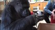 Watch Koko the famous signing gorilla go ape for her new kittens