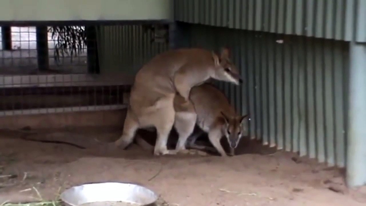 Funny Hot Kangaroo mating compilation 2015 || Part 3 HD