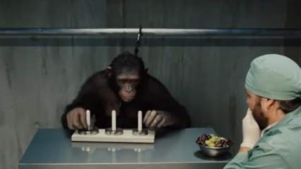 Top 10 Most Intelligent Animals