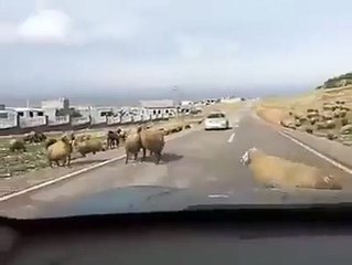 Boynuzlaşan Koçların Arasına Girmek