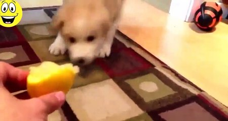 Best Funny Videos - Funny Cats and Dogs vs Lemons - Funny Animal Compilation